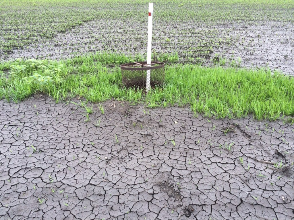 Part of the field's "plumbing system," a tile inlet drains water from a low spot. 